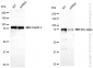KD-Validated Anti-IKK alpha Rabbit Monoclonal Antibody